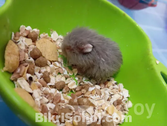 Hamster (হ্যামস্টার)